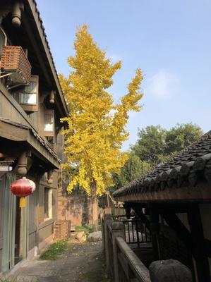 成都周邊隱藏一個4A級古鎮,門票0元,在山水之間,正越來越火